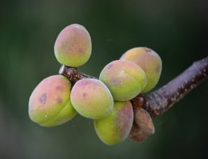 shallow focus photography of green oval fruits on twig thumbnail
