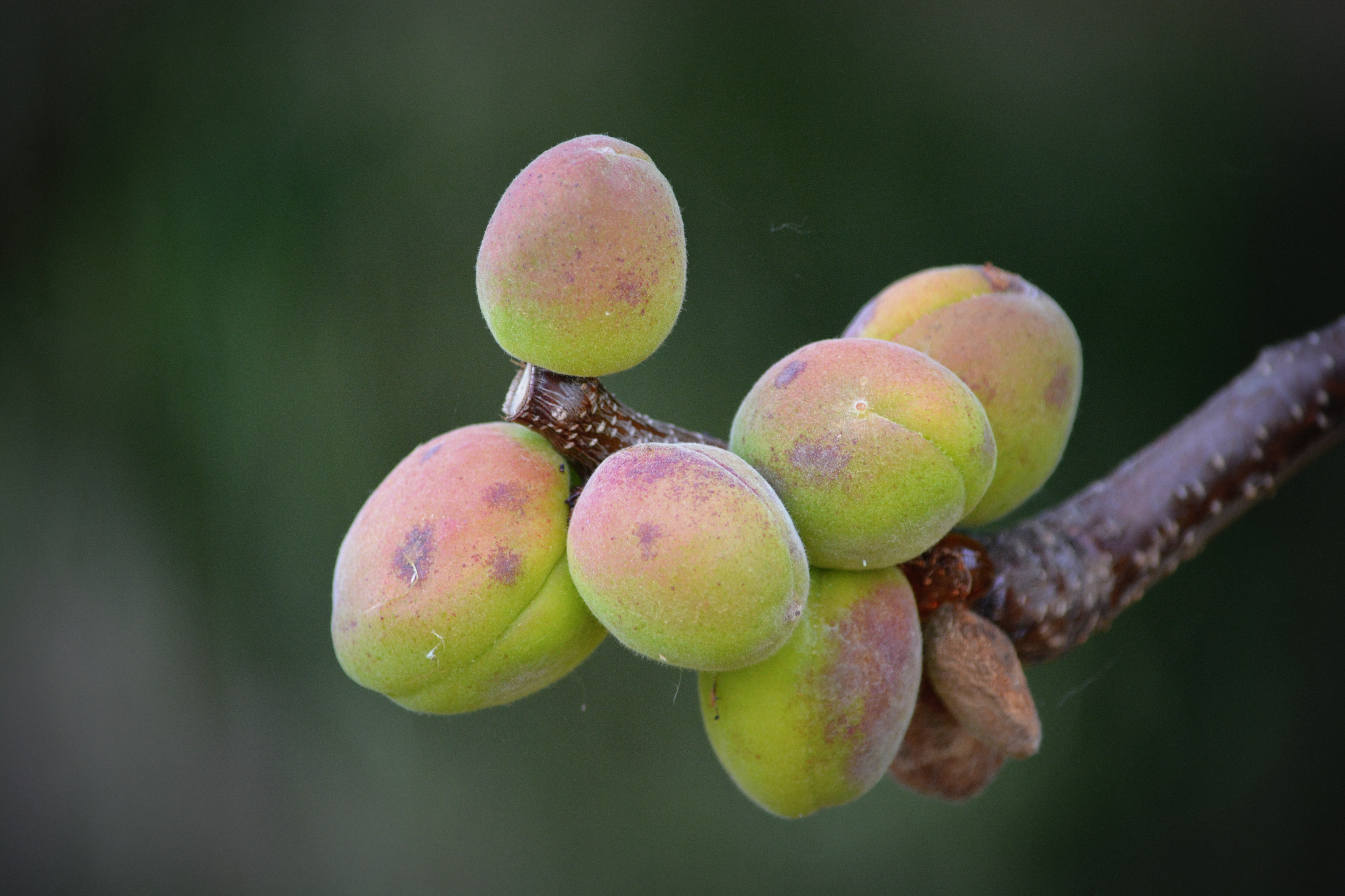 shallow focus photography of green oval fruits on twig