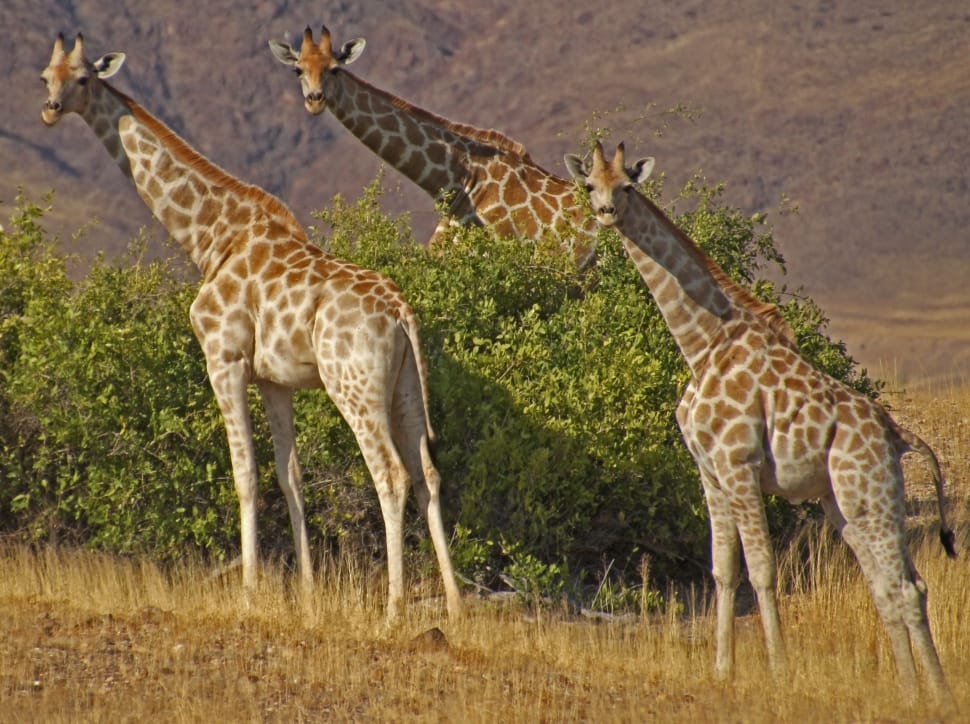 group of giraffes preview