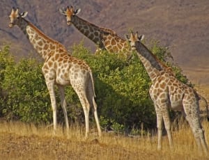 group of giraffes thumbnail
