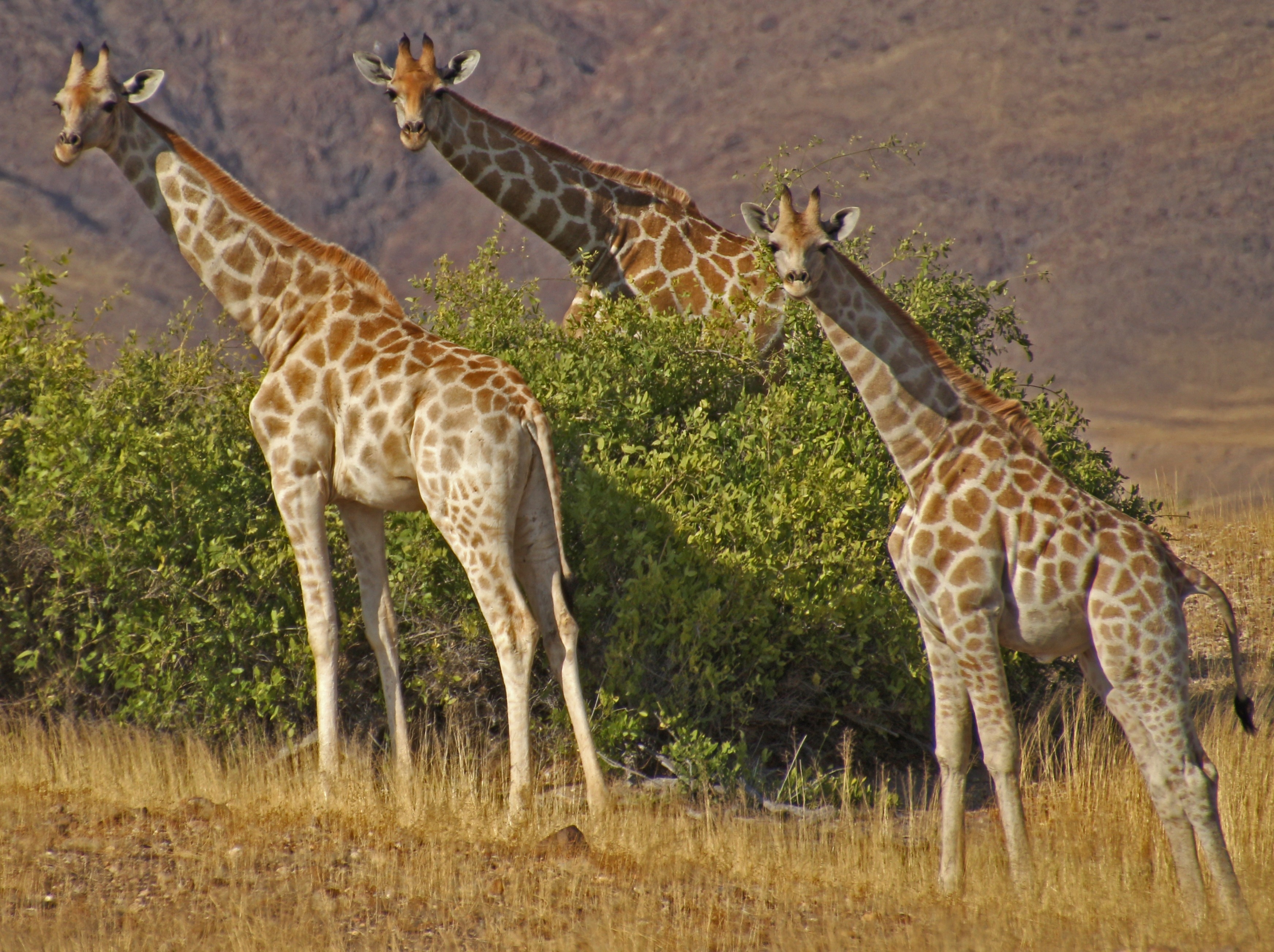 group of giraffes