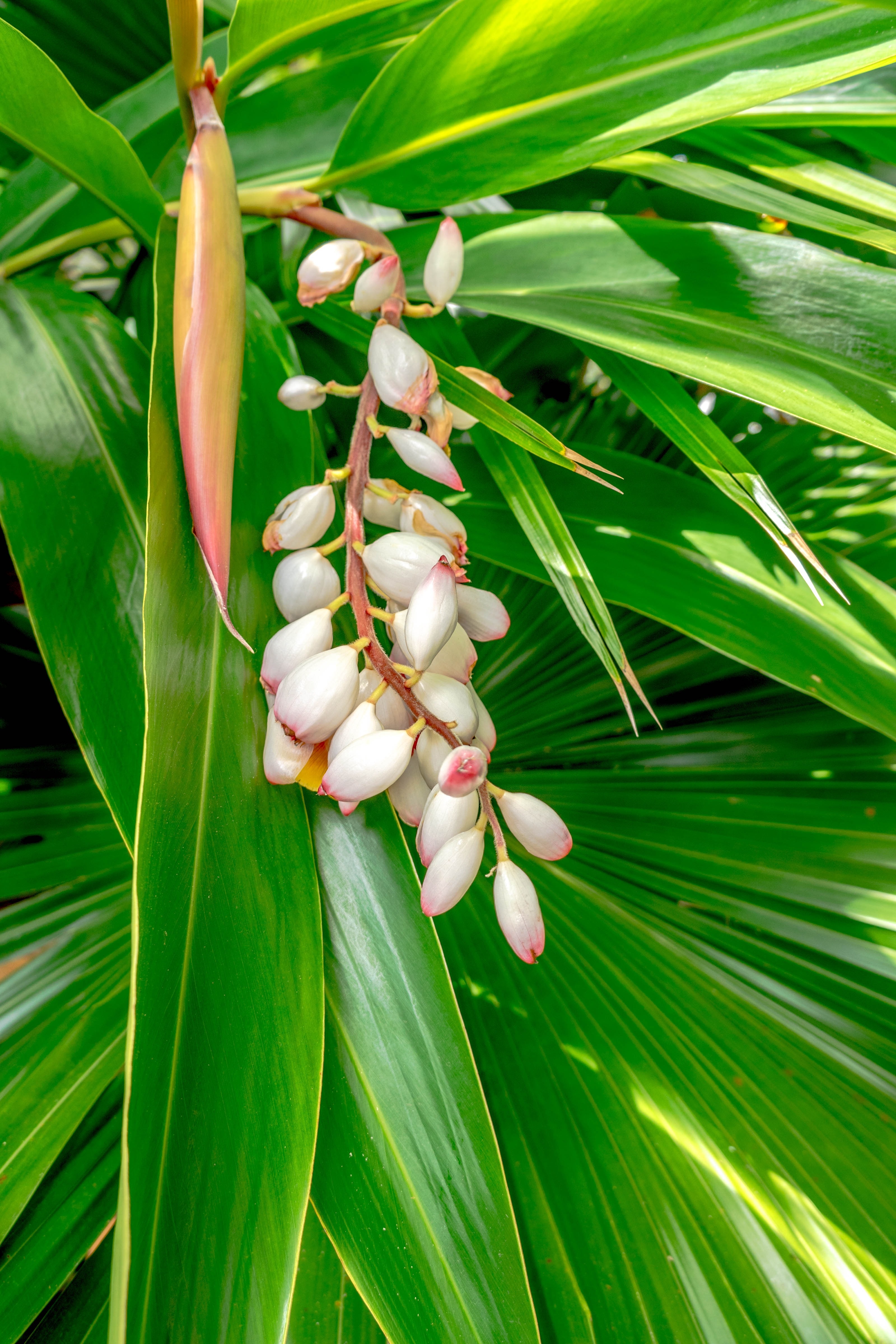 white birds of paradise flower buds in the middle of green leaves