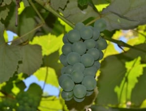 green grapes fruit thumbnail