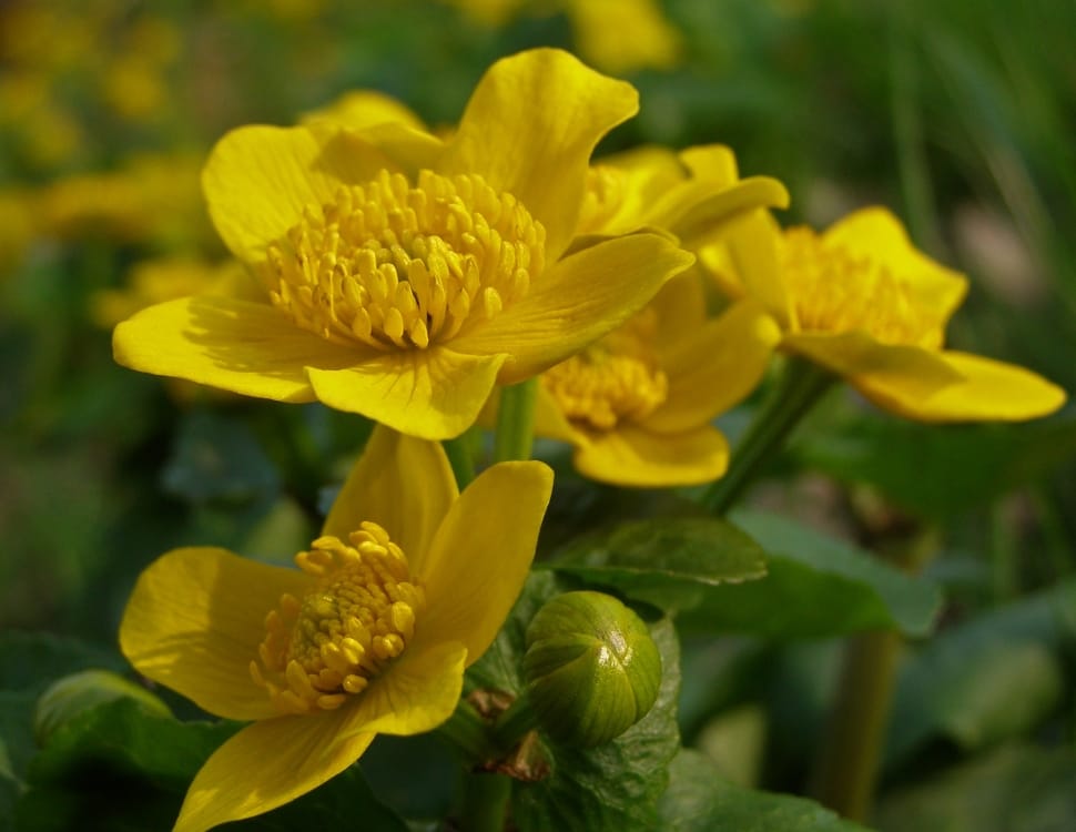yellow cluster petaled flowers preview