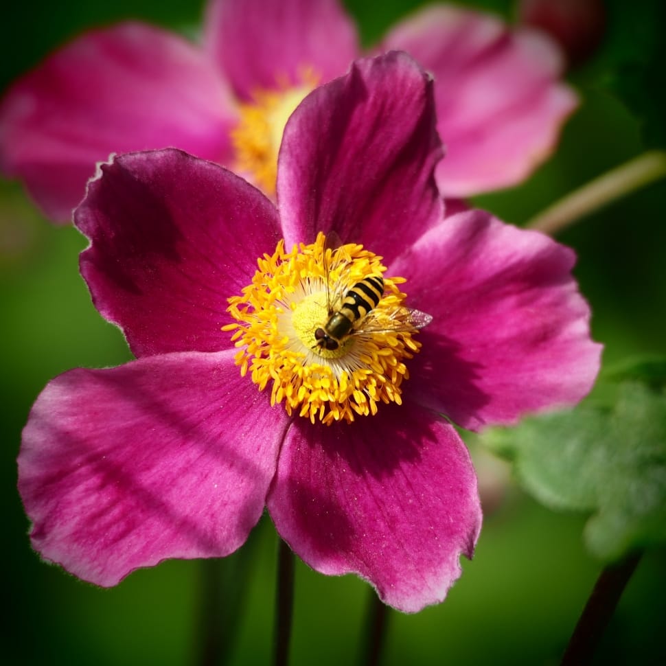 selective focus photography of pink and yellow petaled flower preview