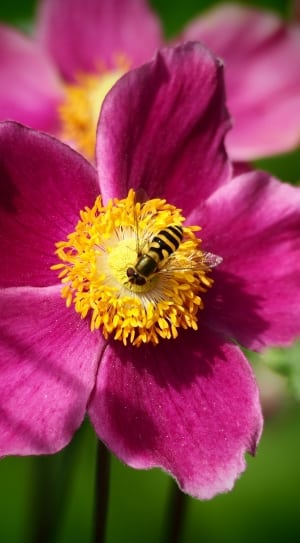 selective focus photography of pink and yellow petaled flower thumbnail