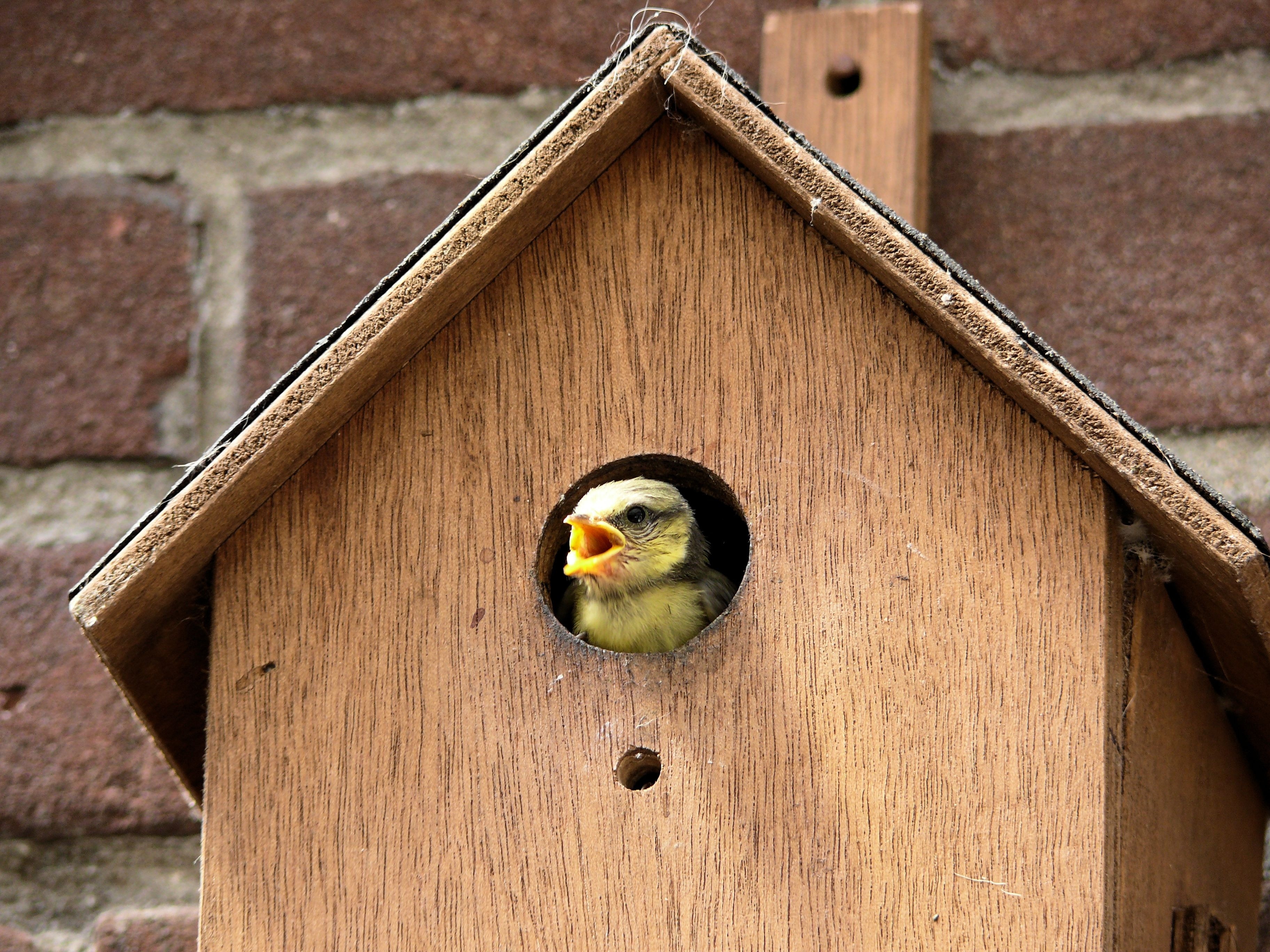 brown wooden bird house