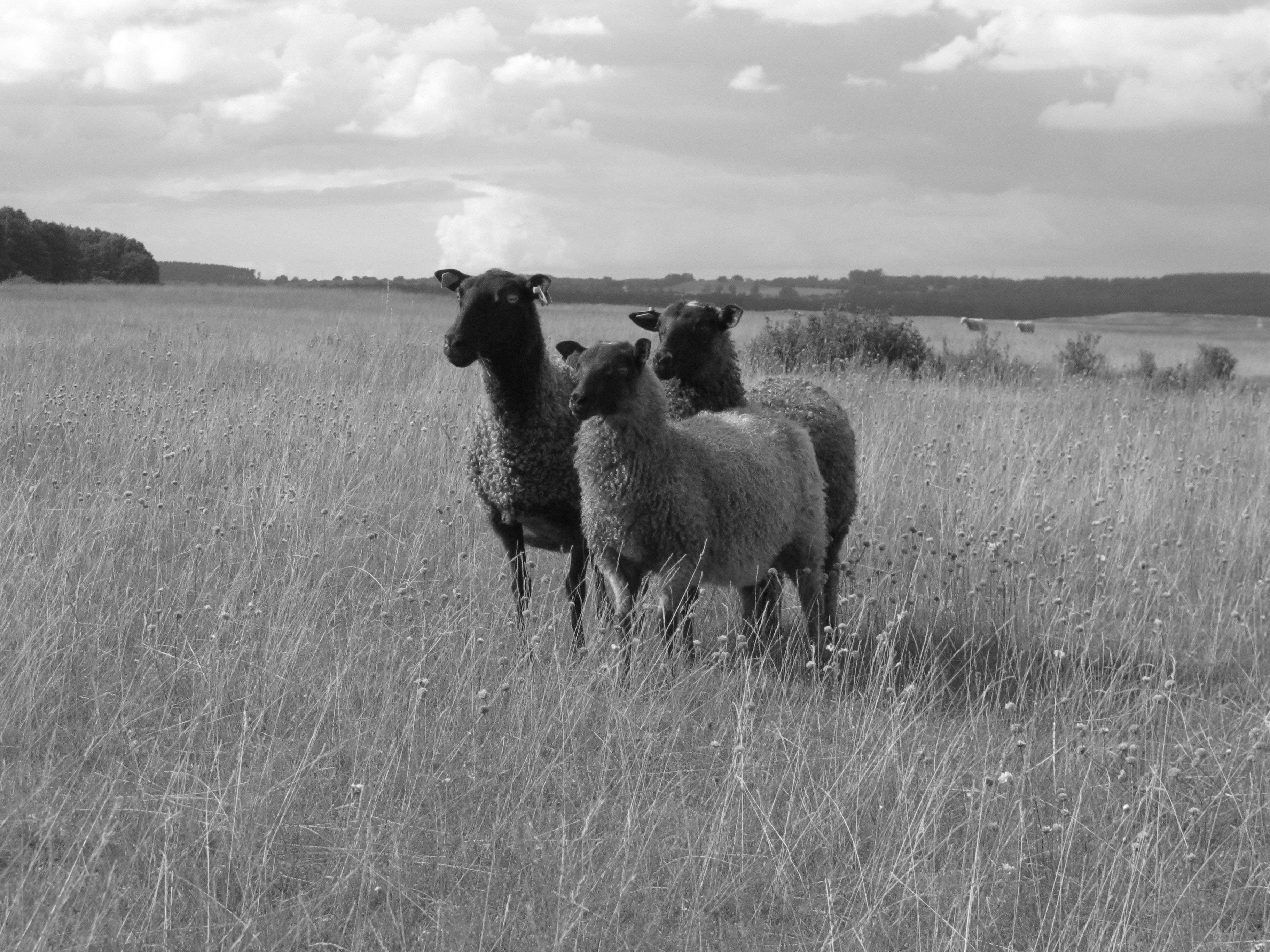 3 gray sheep