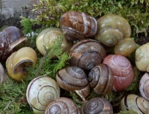 assorted shells thumbnail