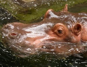 brown hippopotamaus thumbnail