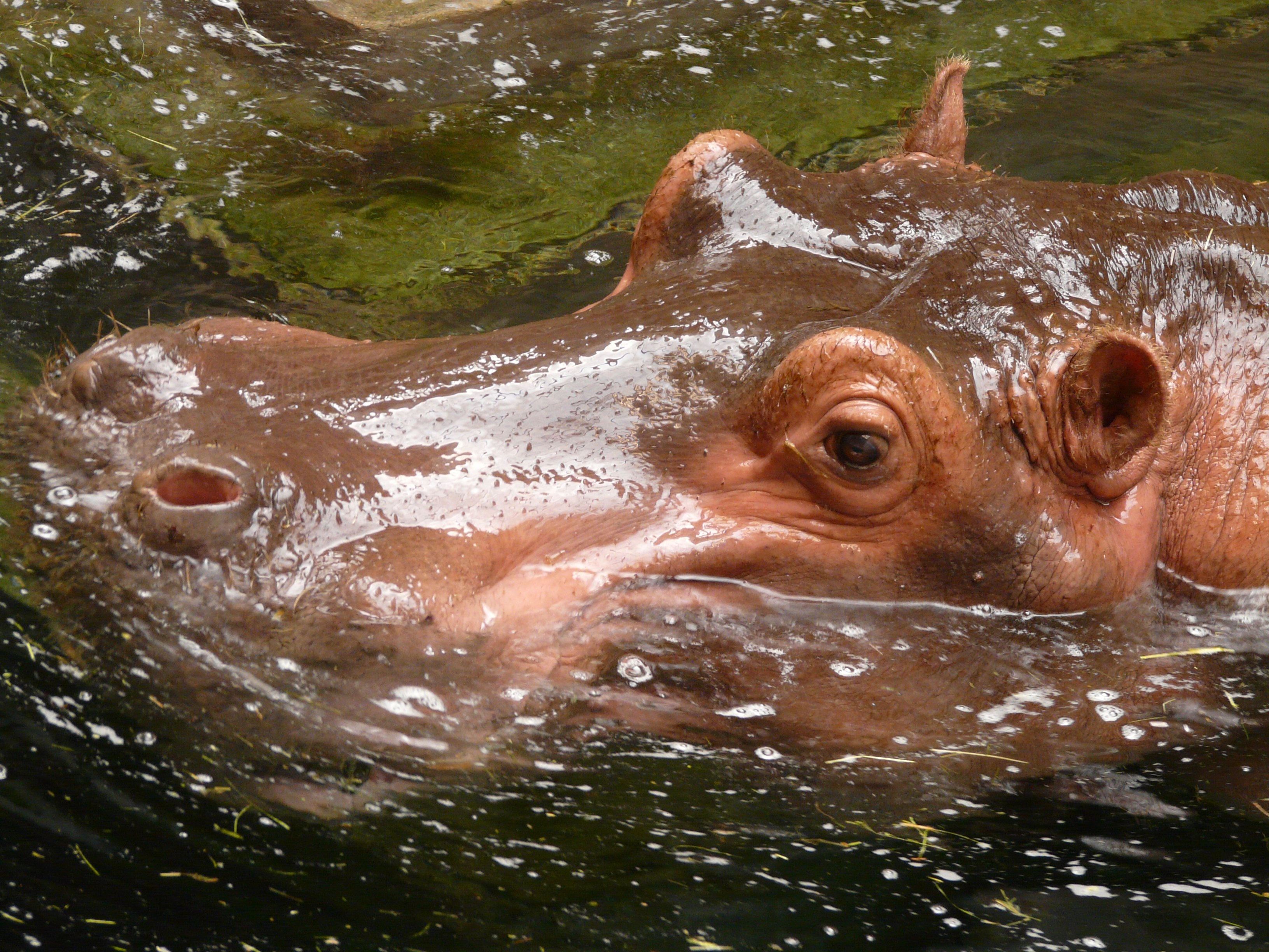 brown hippopotamaus