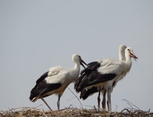3 white storks thumbnail