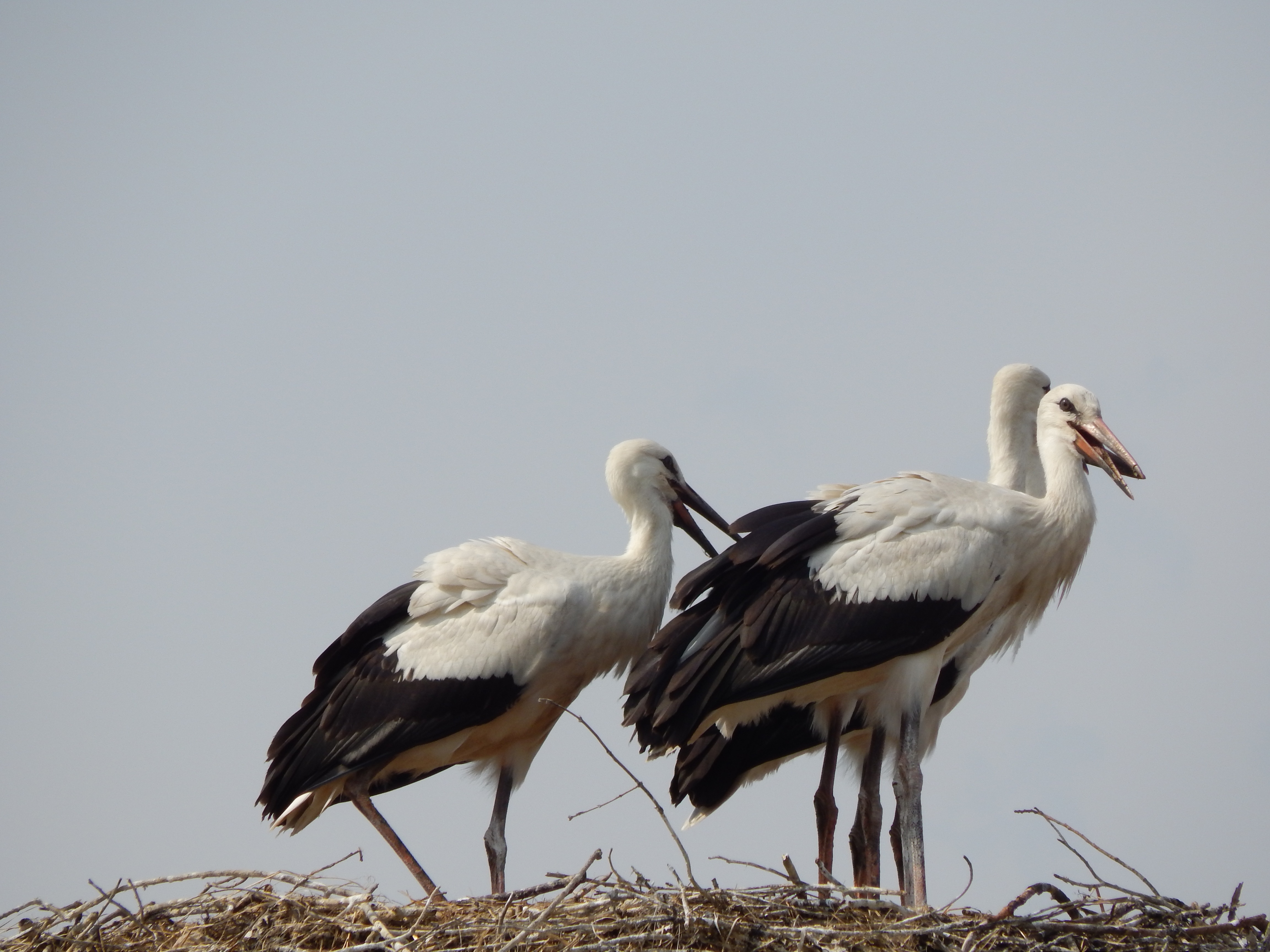 3 white storks