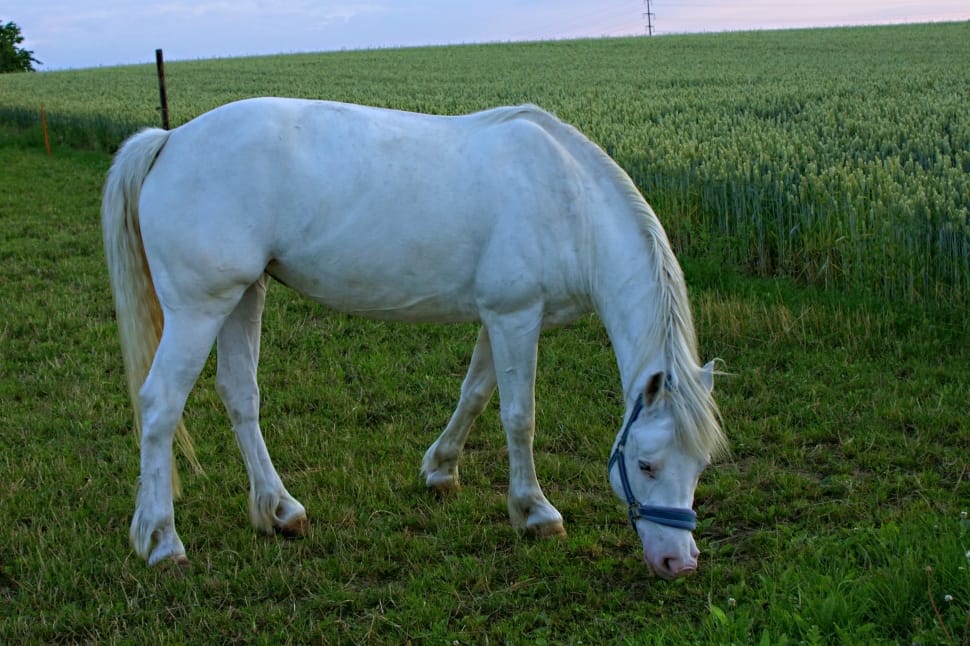 white horse on green grass during daytime preview