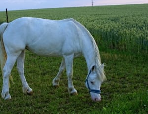 white horse on green grass during daytime thumbnail