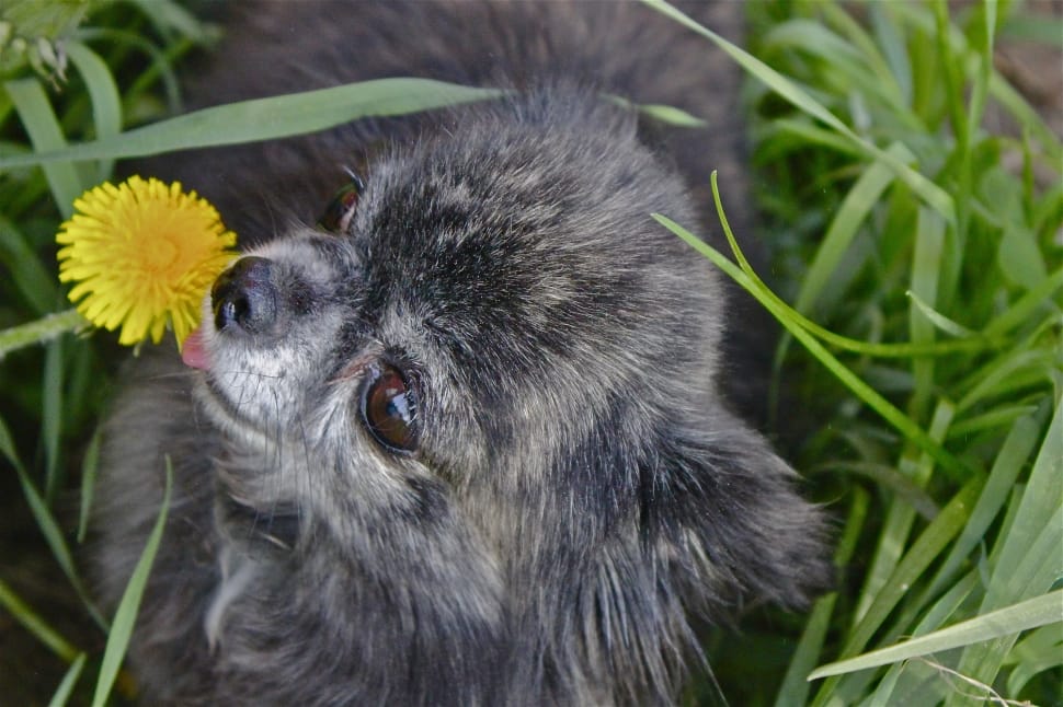 short coat gray puppy licking flower preview