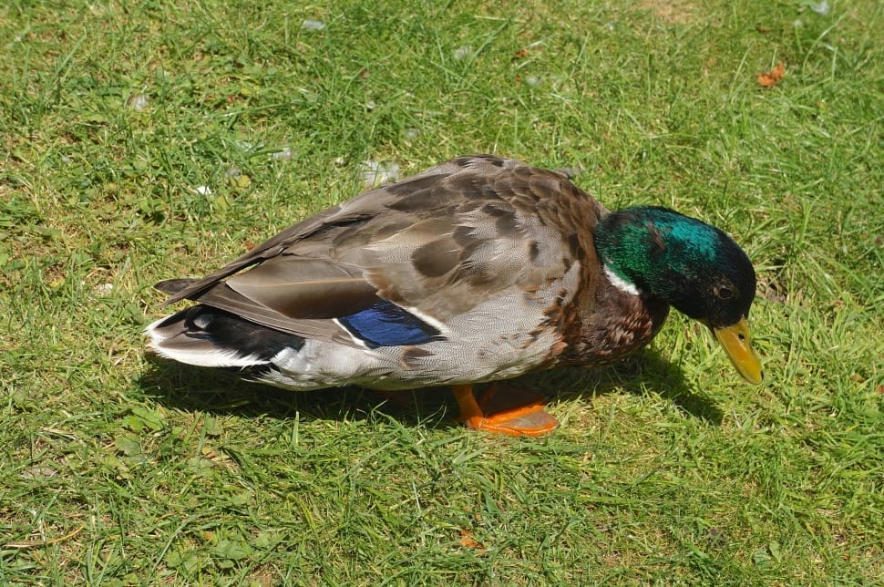 brown and green mallard duck preview