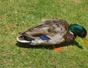 brown and green mallard duck thumbnail