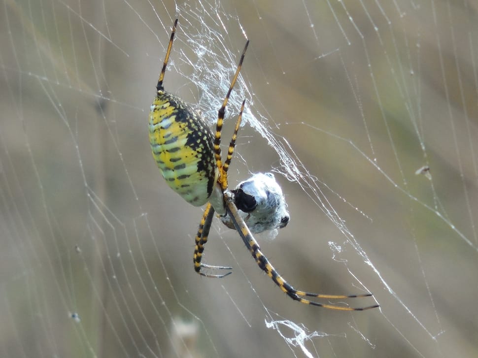 yellow white and black spider preview