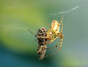yellow marbled spider thumbnail