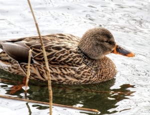 brown and black duck thumbnail