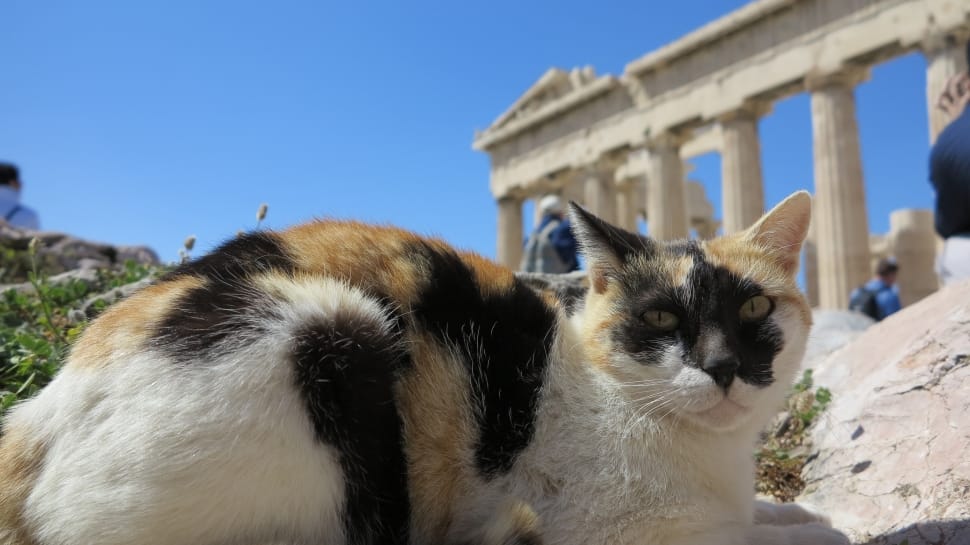 calico cat preview