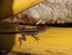 brown and gray lizard on yellow surface thumbnail