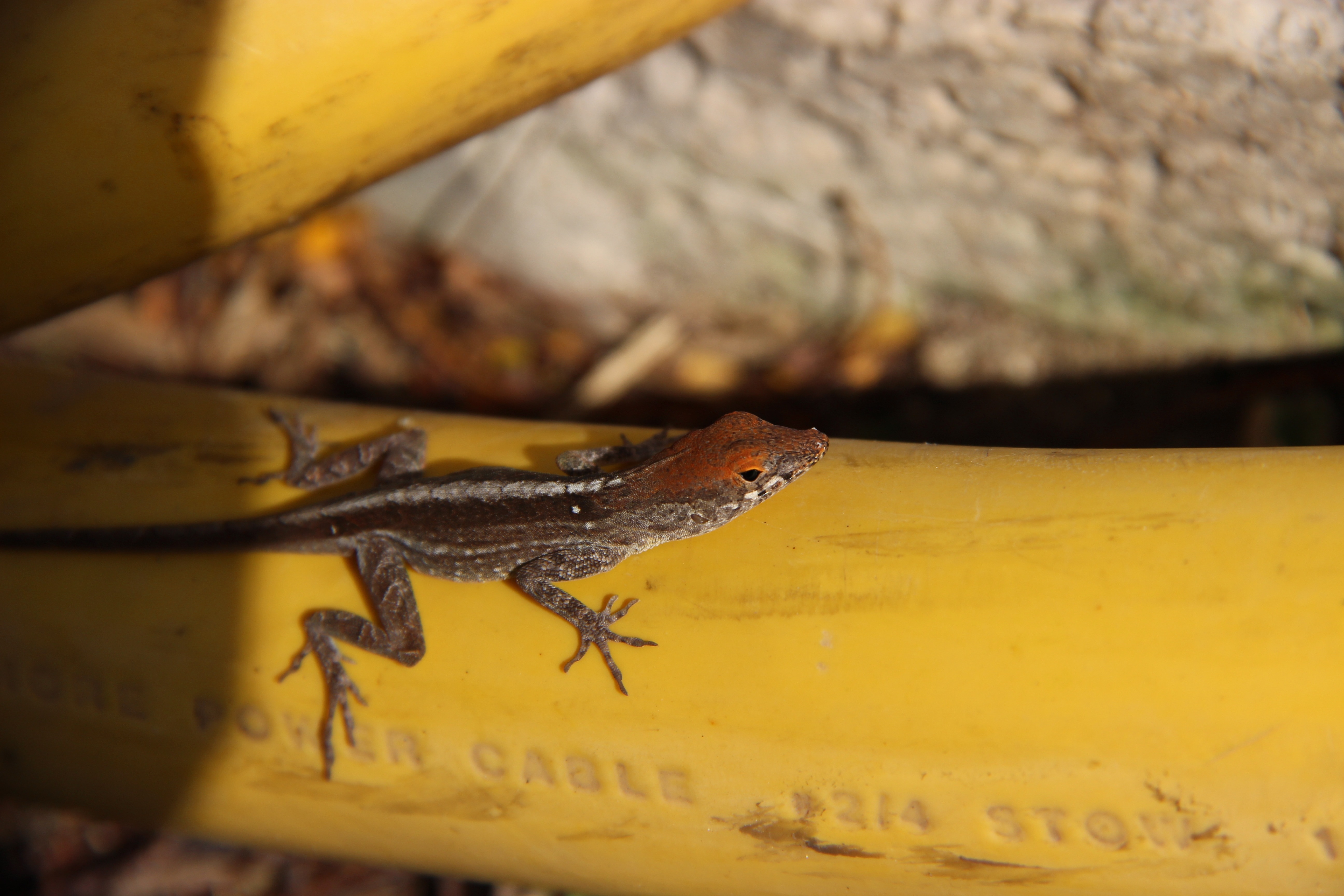 brown and gray lizard on yellow surface