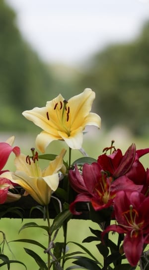 yellow and red petal flower lot thumbnail