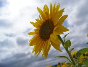 yellow sunflower flower thumbnail