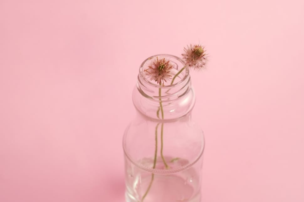 white dandelion on clear glass bottle preview