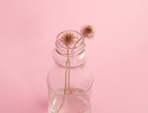 white dandelion on clear glass bottle thumbnail