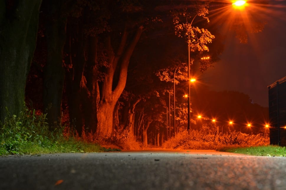 gray asphalt road surrounded with trees and lights preview