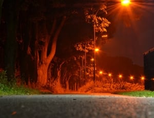 gray asphalt road surrounded with trees and lights thumbnail