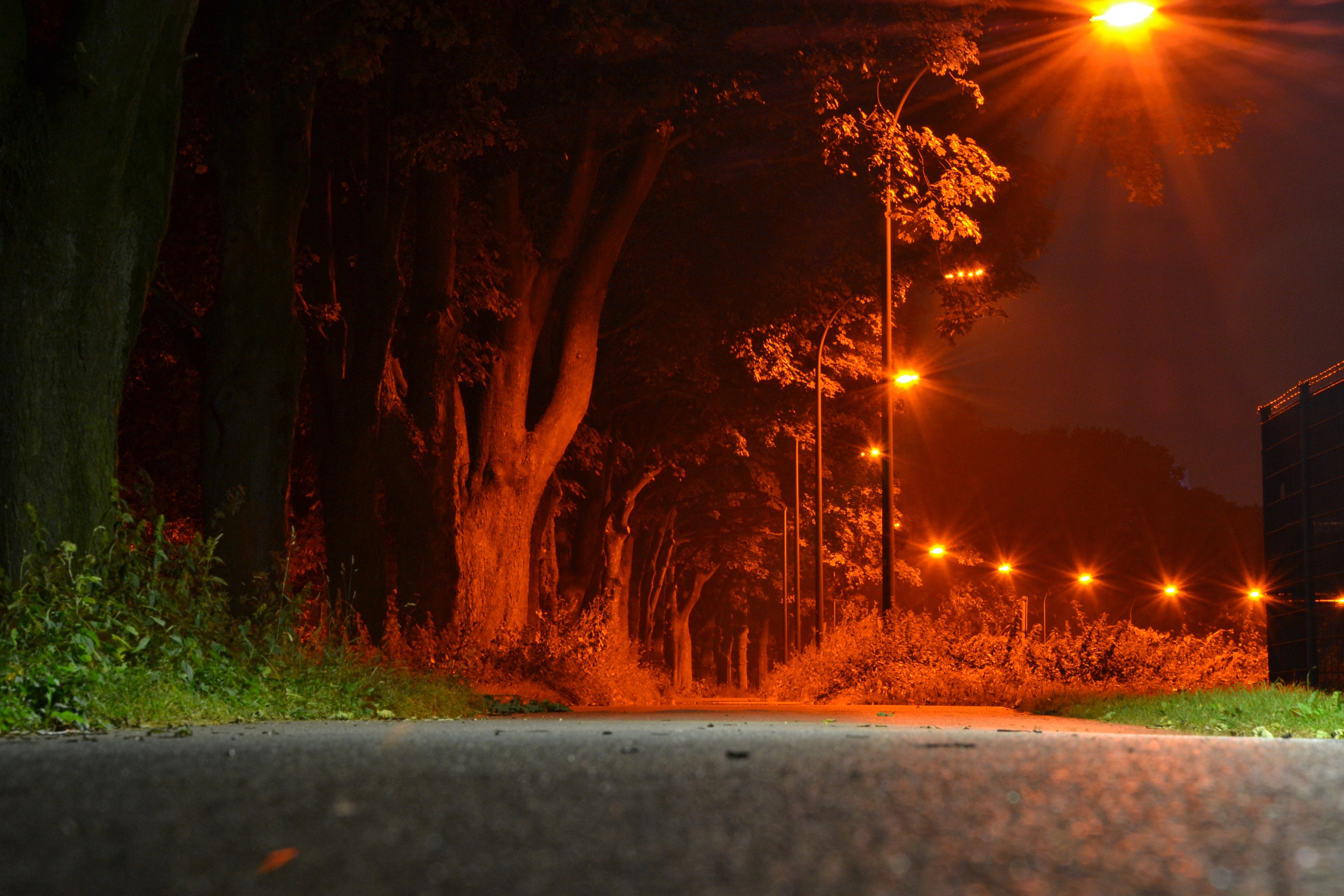 gray asphalt road surrounded with trees and lights