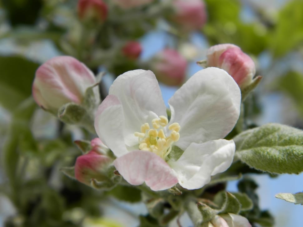 white and pink apple blossom preview
