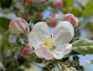 white and pink apple blossom thumbnail