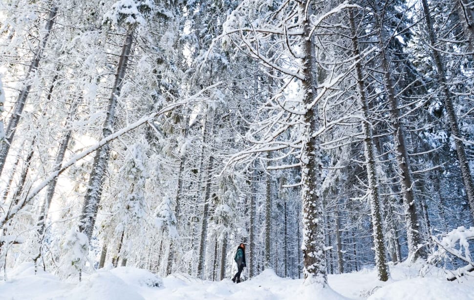 woman in blue and black jacket standing before forest trees during winter preview