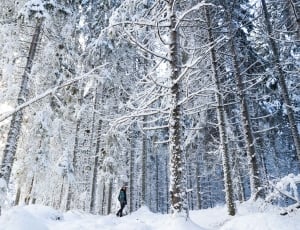 woman in blue and black jacket standing before forest trees during winter thumbnail