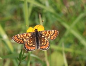 brown black and orange butterfly thumbnail