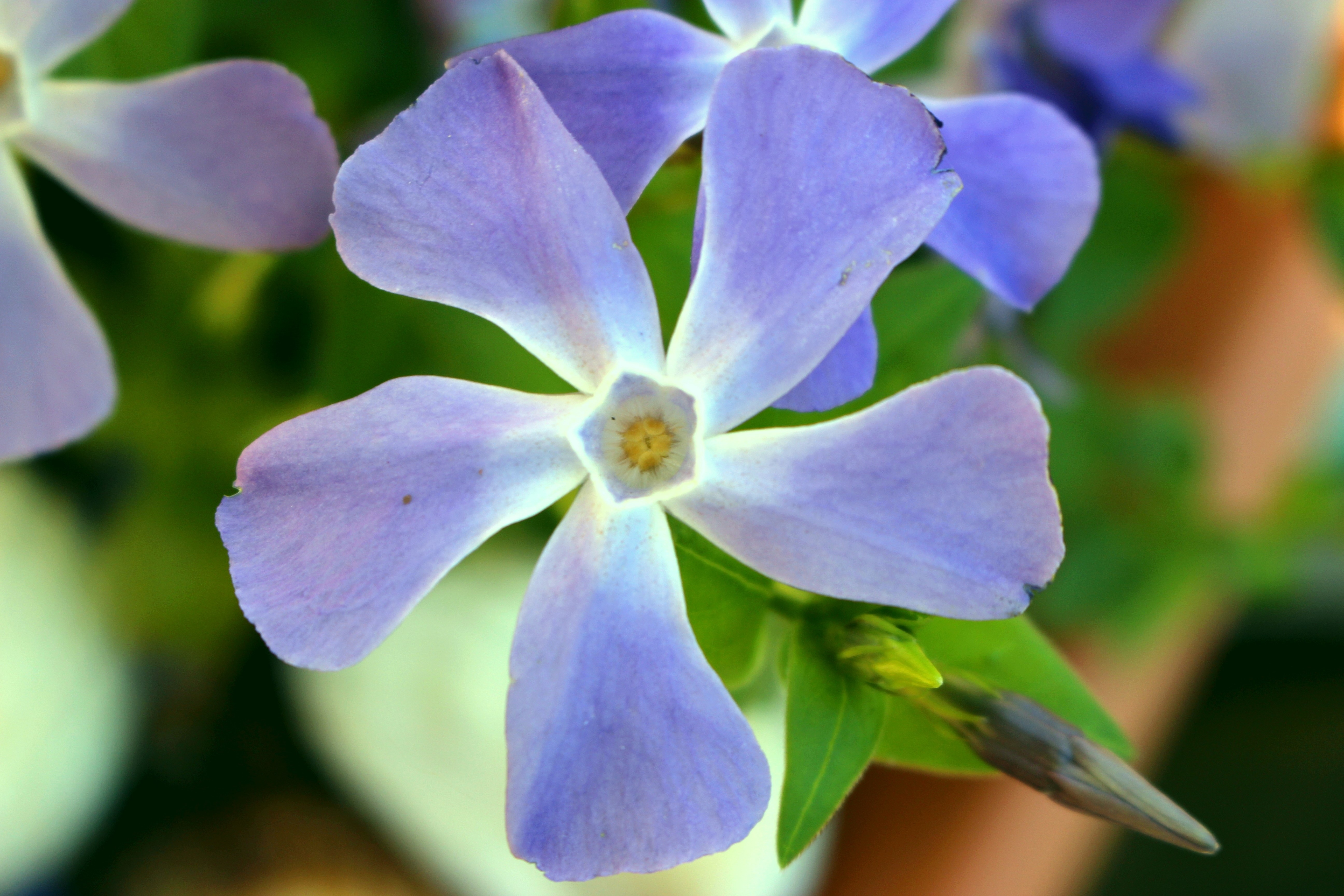 3840x2160 wallpaper blue flower Peakpx.