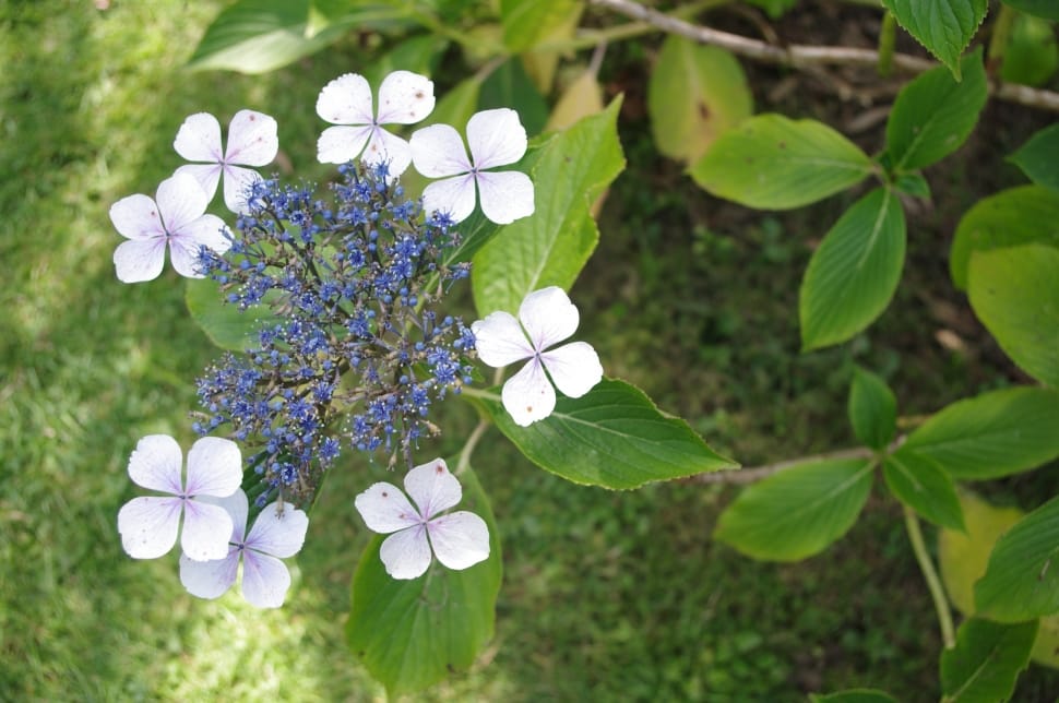 white and blue lace cap hydrangeas preview