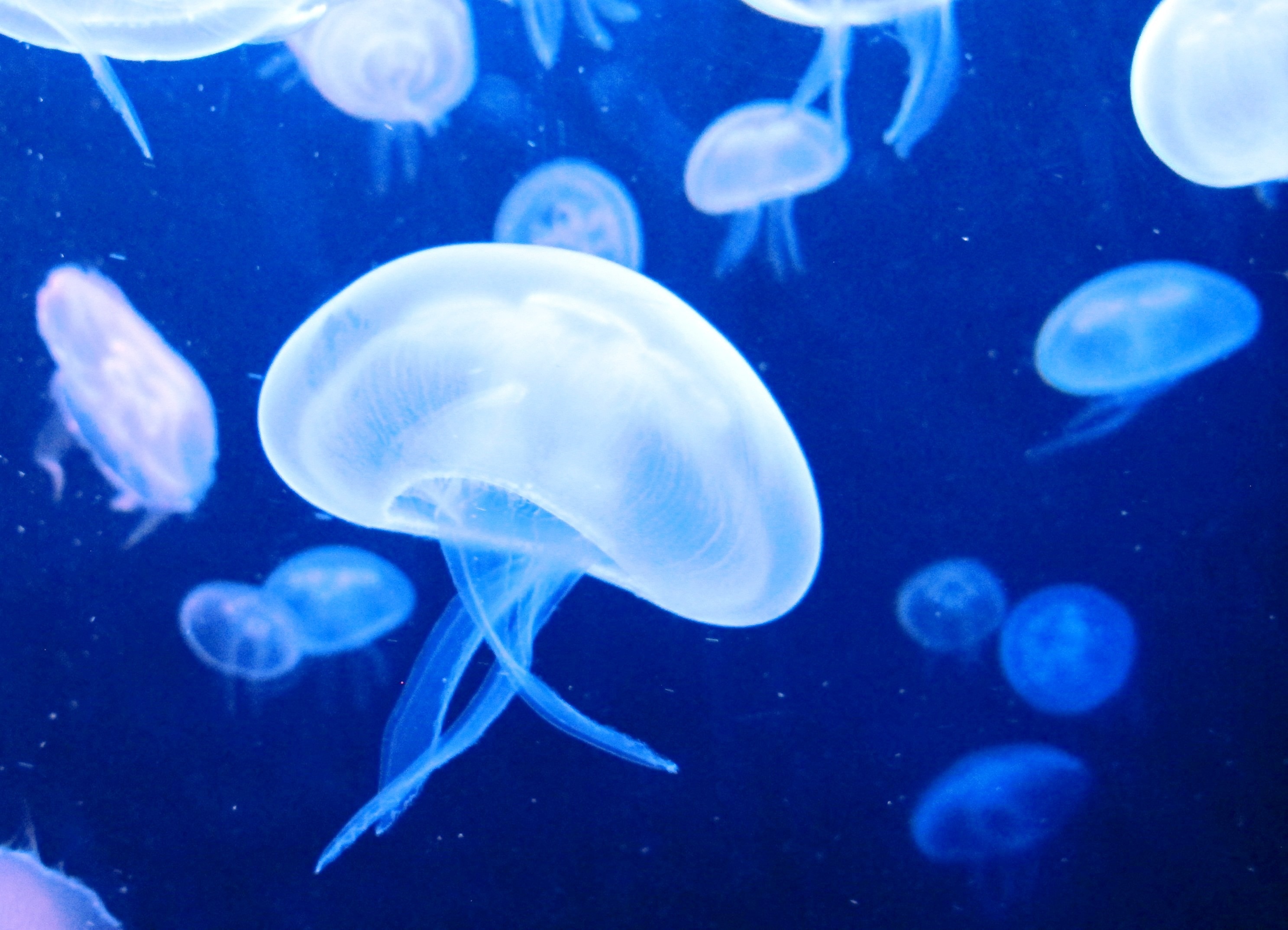 jellyfish lot
