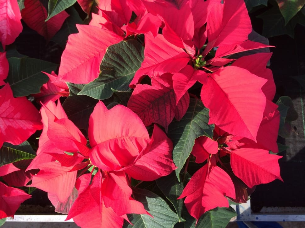 red poinsettia preview
