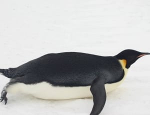 king penguin thumbnail
