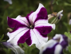 white and purple petunia thumbnail