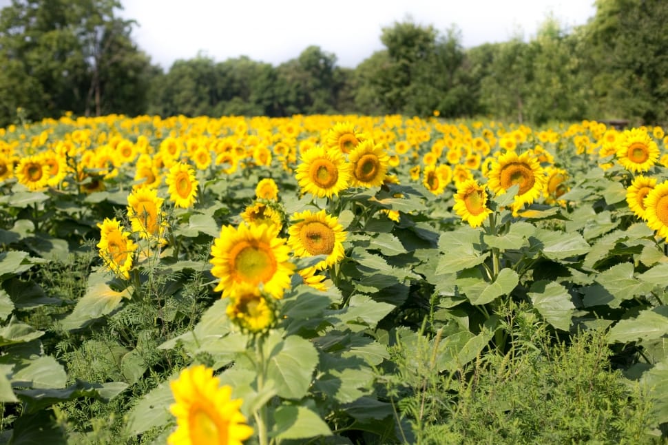 sunflower plant lot preview