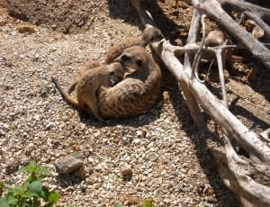 three meerkat beside of dry tree brunch thumbnail