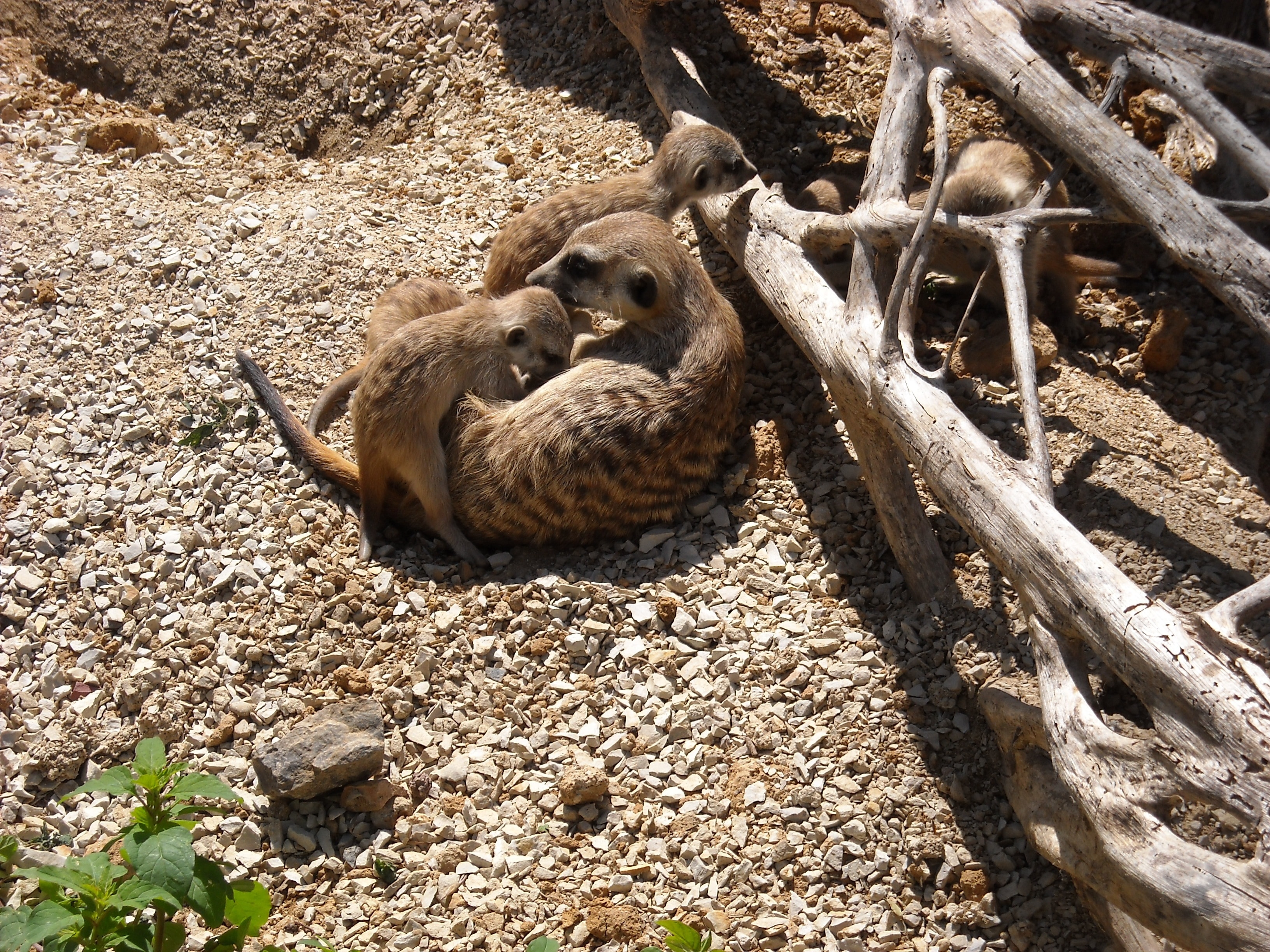 three meerkat beside of dry tree brunch