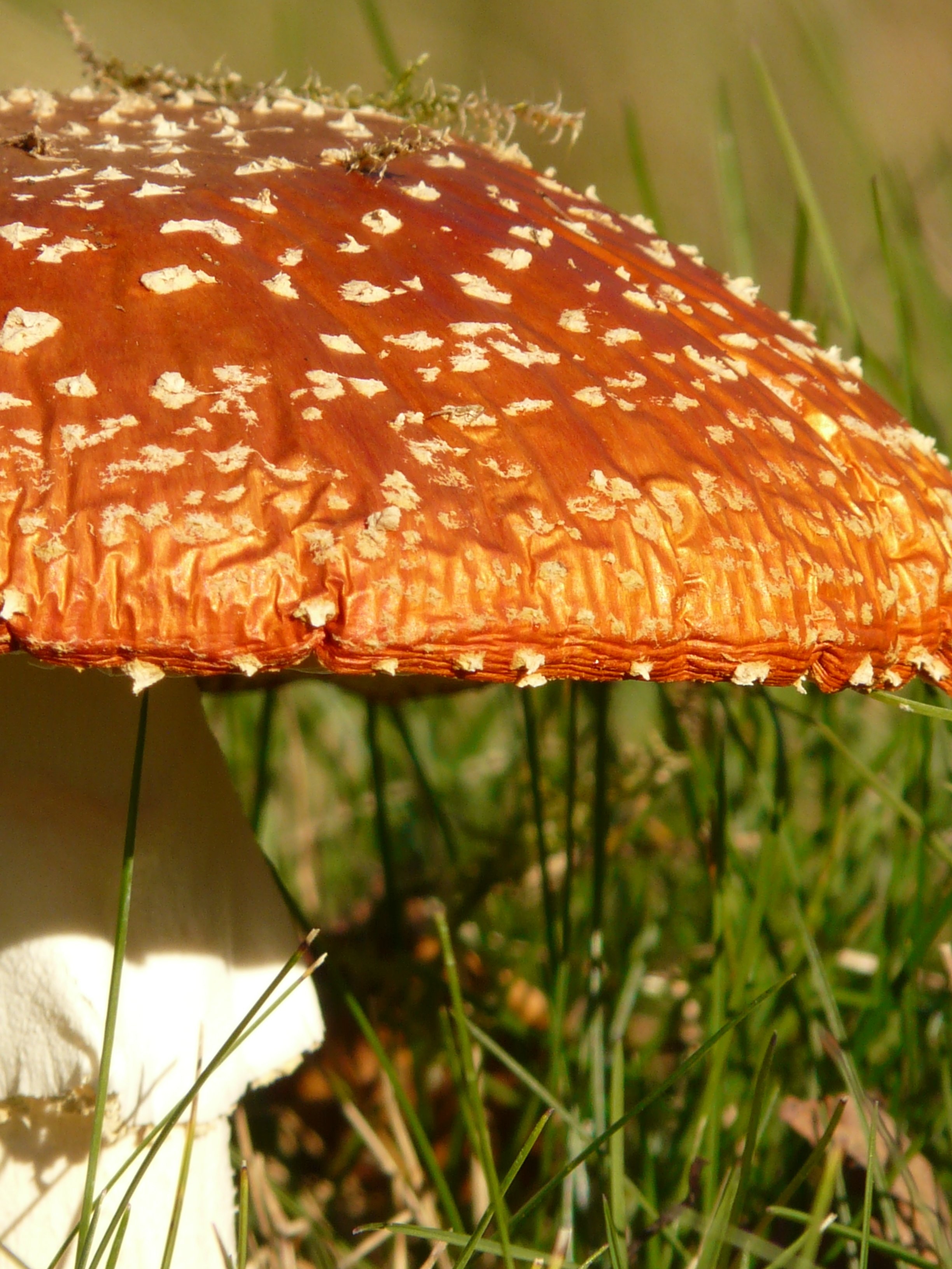 brown and gray mushroom